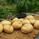 삶은감자 다이어트 효과적으로 하는방법과 부작용 총정리