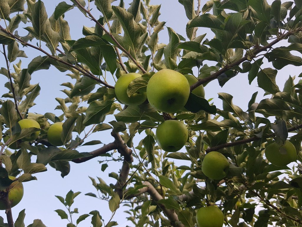 아오리사과 다이어트 이용해서 피부미용도 챙기고 식욕억제 효과보기